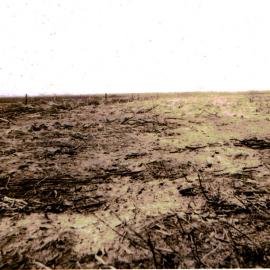 Swamp after burnoff