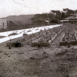 Tobacco crop - Papamoa Tobacco company