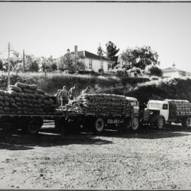 Farm produce at Katikati 