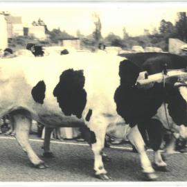 Bullocks in the Katikati Centennial Parade in March 1975