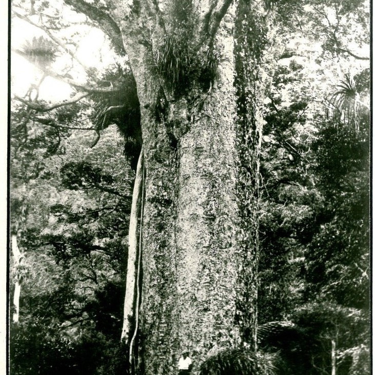 Kauri Timber Industry