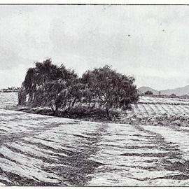 Flax drying in Te Puke