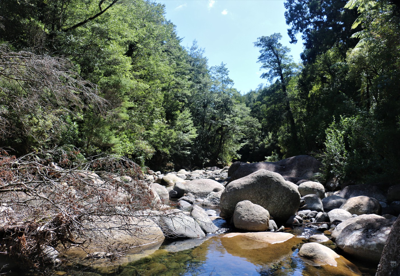 Crossing the Aongatete River on the Aongatete Link Track
