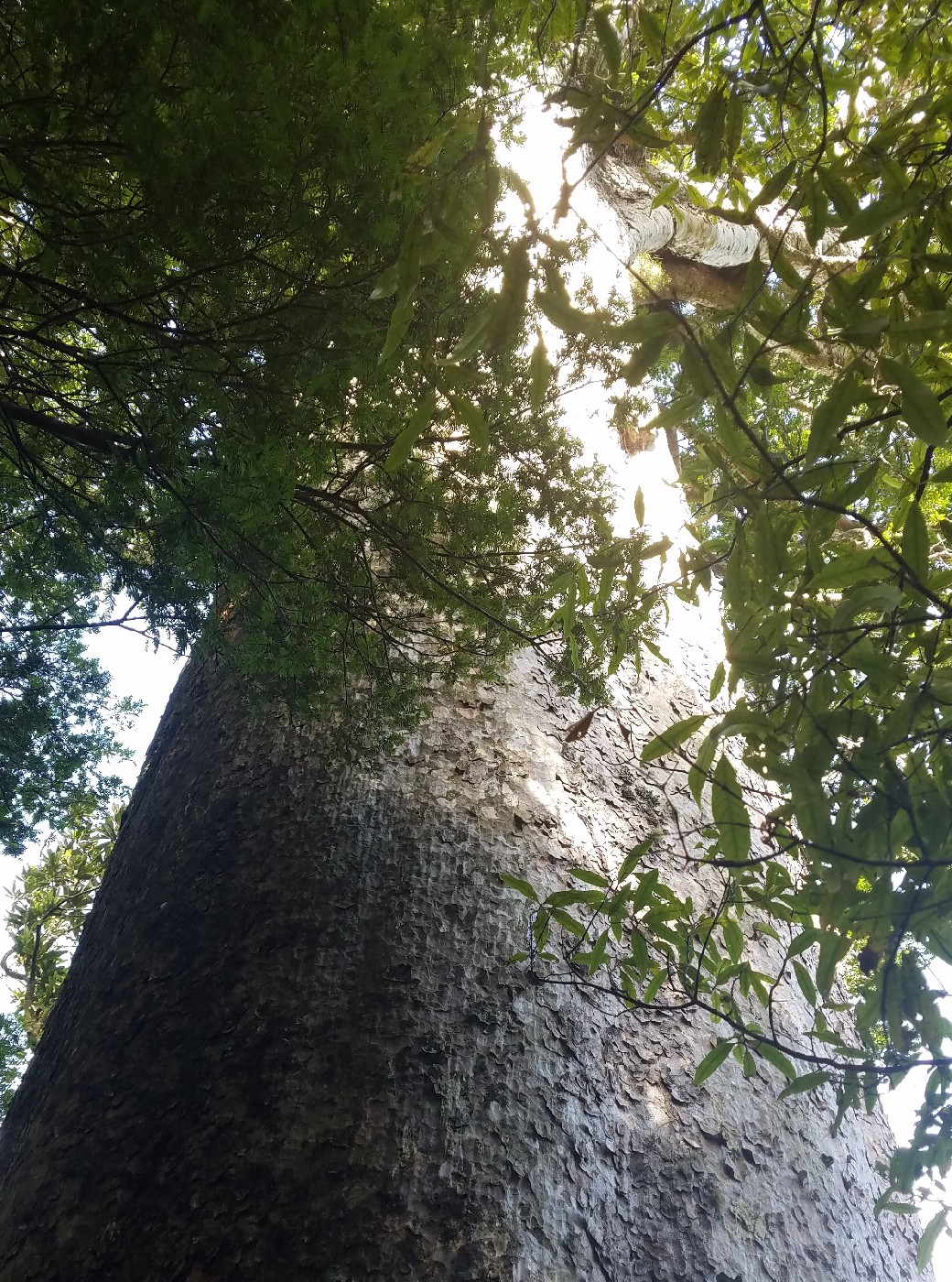 A Kauri tree in the Kaimai Ranges 2019.